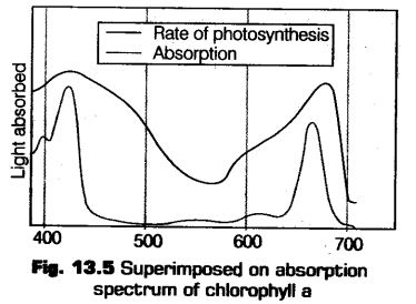 photosynthesis-higher-plants-cbse-notes-class-11-biology-8