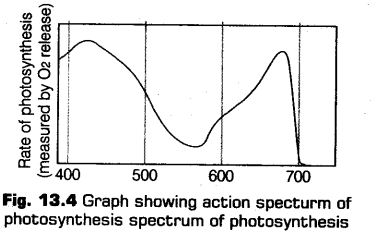 photosynthesis-higher-plants-cbse-notes-class-11-biology-7