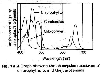 photosynthesis-higher-plants-cbse-notes-class-11-biology-6