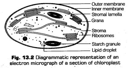 photosynthesis-higher-plants-cbse-notes-class-11-biology-5