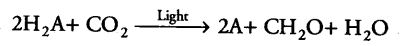 photosynthesis-higher-plants-cbse-notes-class-11-biology-3