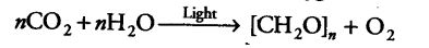 photosynthesis-higher-plants-cbse-notes-class-11-biology-2