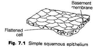 structural-organisation-in-animals-cbse-notes-for-class-11-biology-111