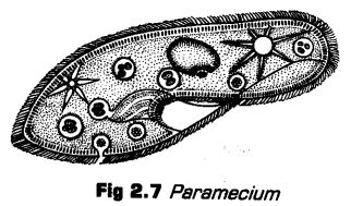 biological-classification-cbse-notes-class-11-biology-12