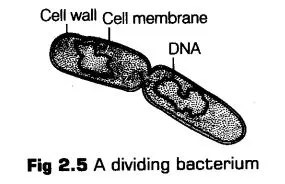 biological-classification-cbse-notes-class-11-biology-8