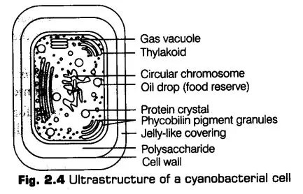 biological-classification-cbse-notes-class-11-biology-7