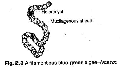 biological-classification-cbse-notes-class-11-biology-6