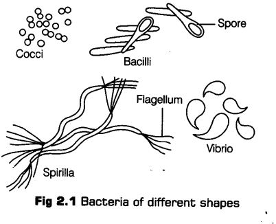 biological-classification-cbse-notes-class-11-biology-3