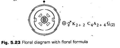 morphology-of-flowering-plants-cbse-notes-for-class-11-biology-29
