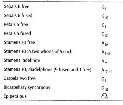 morphology-of-flowering-plants-cbse-notes-for-class-11-biology-27