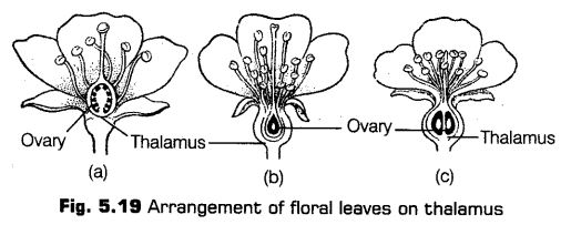 morphology-of-flowering-plants-cbse-notes-for-class-11-biology-19