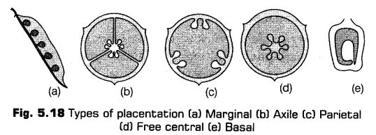 morphology-of-flowering-plants-cbse-notes-for-class-11-biology-18