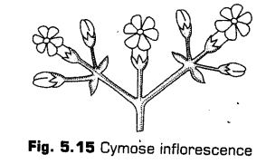 morphology-of-flowering-plants-cbse-notes-for-class-11-biology-15
