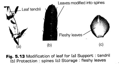 morphology-of-flowering-plants-cbse-notes-for-class-11-biology-13