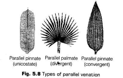 morphology-of-flowering-plants-cbse-notes-for-class-11-biology-8