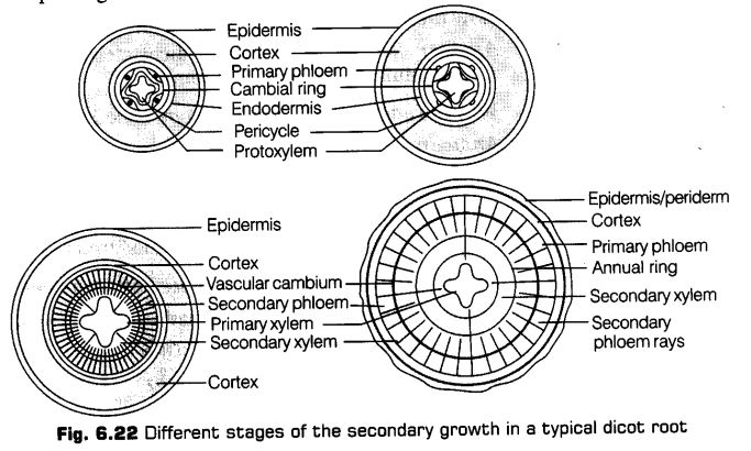 anatomy-flowering-plants-cbse-notes-class-11-biology-23