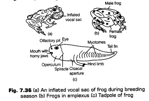 Notes Class 11 Biology Chapter 7 Structural Organisation in Animals