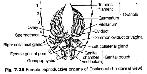 structural-organisation-in-animals-cbse-notes-for-class-11-biology-36