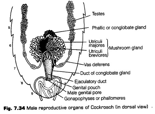 structural-organisation-in-animals-cbse-notes-for-class-11-biology-35