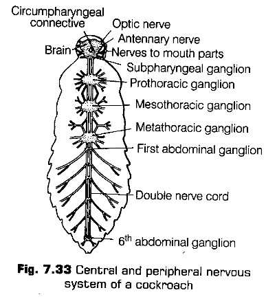 structural-organisation-in-animals-cbse-notes-for-class-11-biology-34