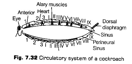 structural-organisation-in-animals-cbse-notes-for-class-11-biology-33