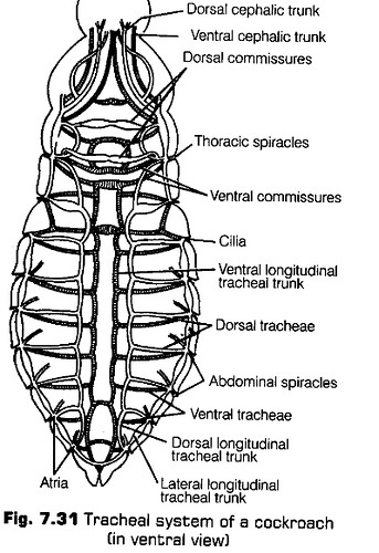 structural-organisation-in-animals-cbse-notes-for-class-11-biology-32