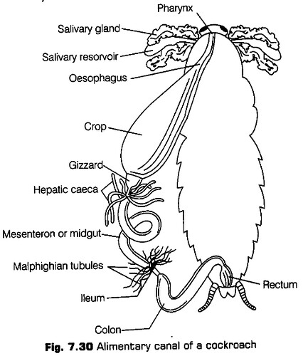 structural-organisation-in-animals-cbse-notes-for-class-11-biology-31