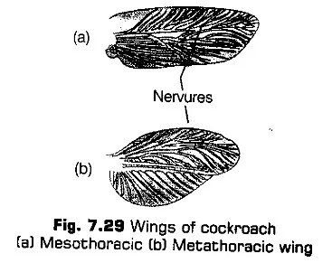 structural-organisation-in-animals-cbse-notes-for-class-11-biology-30