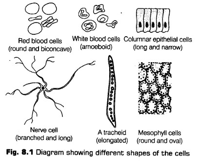 cell-unit-life-cbse-notes-class-11-biology-1