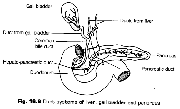 digestion-absorption-cbse-notes-class-11-biology-9