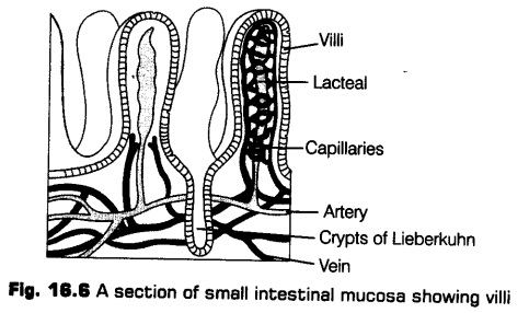 digestion-absorption-cbse-notes-class-11-biology-7