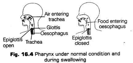 digestion-absorption-cbse-notes-class-11-biology-5