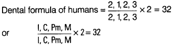 digestion-absorption-cbse-notes-class-11-biology-4