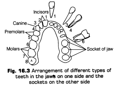 digestion-absorption-cbse-notes-class-11-biology-3