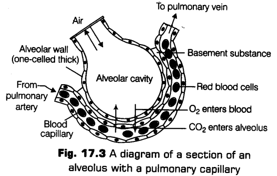 breathing-exchange-gases-cbse-notes-class-11-biology-5