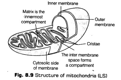 cell-unit-life-cbse-notes-class-11-biology-14