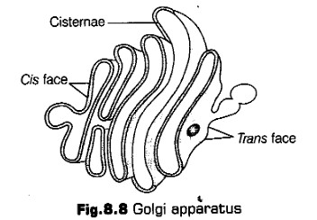 cell-unit-life-cbse-notes-class-11-biology-13