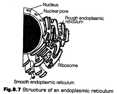 cell-unit-life-cbse-notes-class-11-biology-11