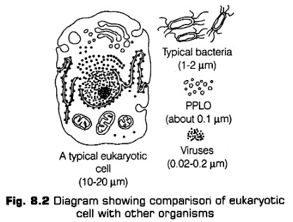 cell-unit-life-cbse-notes-class-11-biology-2