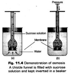 transport-in-plants-cbse-notes-for-class-11-biology-8