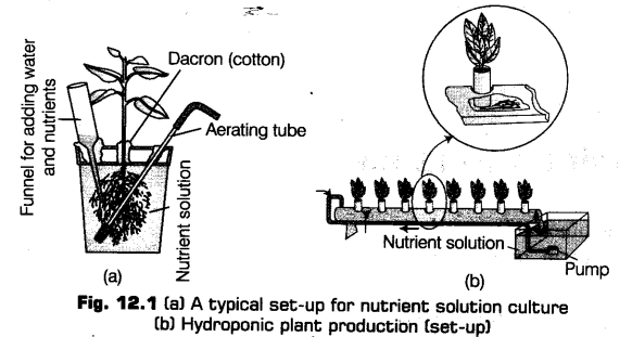 mineral-nutrition-cbse-notes-class-11-biology-1