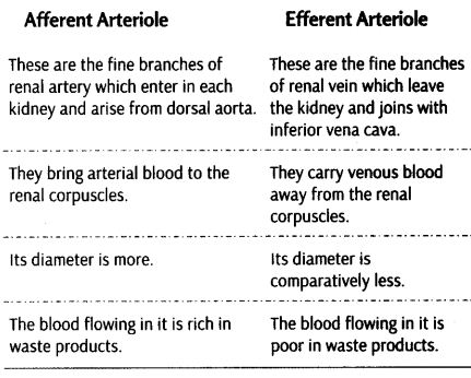 excretory-products-and-their-elimination-cbse-notes-for-class-11-biology-6