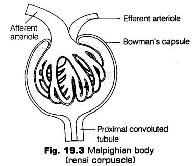 excretory-products-and-their-elimination-cbse-notes-for-class-11-biology-5