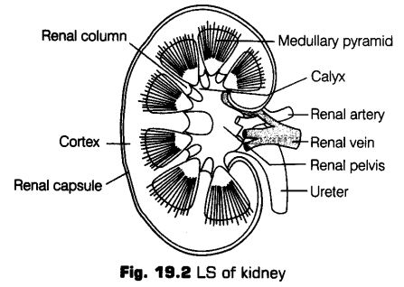 excretory-products-and-their-elimination-cbse-notes-for-class-11-biology-4