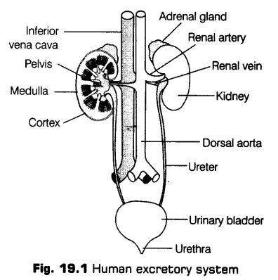 excretory-products-and-their-elimination-cbse-notes-for-class-11-biology-3