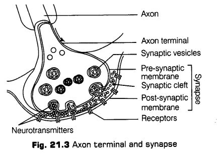 neural-control-coordination-cbse-notes-class-11-biology-3