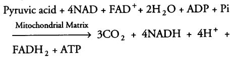 respiration-plants-cbse-notes-class-11-biology-10