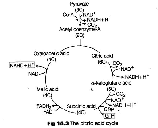 respiration-plants-cbse-notes-class-11-biology-9