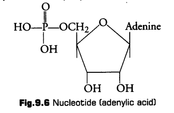 biomolecules-cbse-notes-for-class-11-biology-11