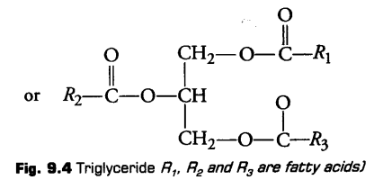 biomolecules-cbse-notes-for-class-11-biology-9